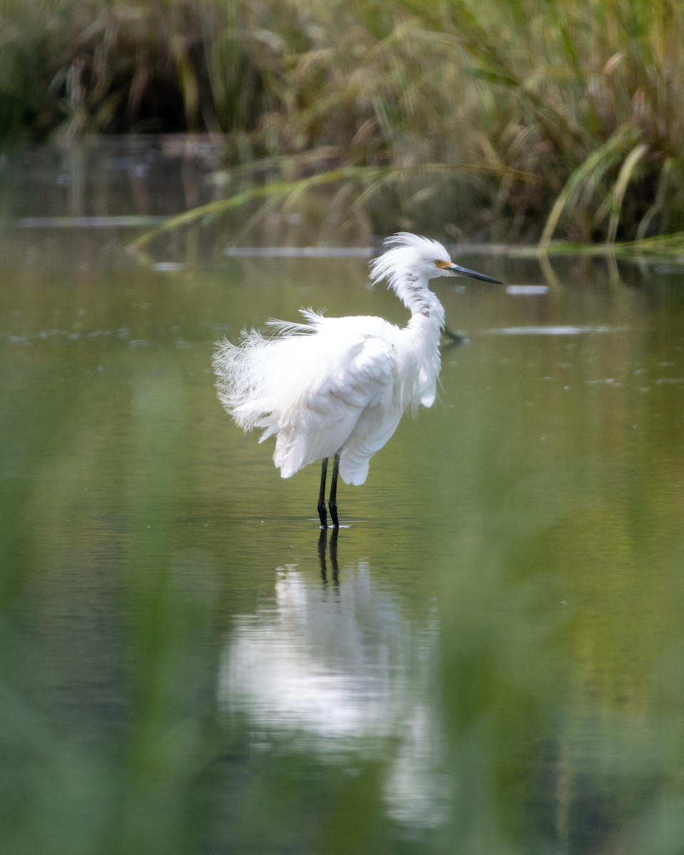 Snowy Egret - ML623012559
