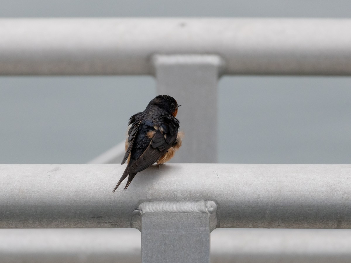 Barn Swallow - ML623012567