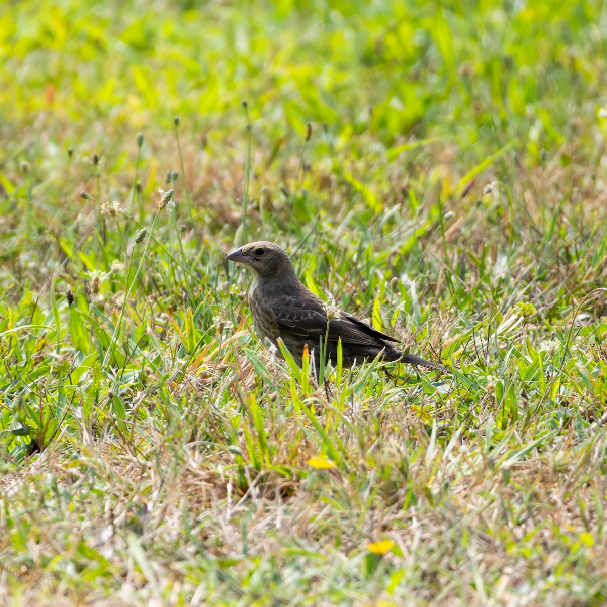 Brown-headed Cowbird - ML623012579