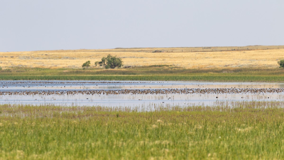 Short-billed/Long-billed Dowitcher - Aaron Roberge