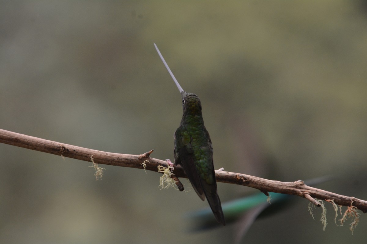 Sword-billed Hummingbird - ML623012659