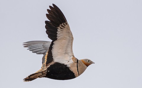 Black-bellied Sandgrouse - Pterocles orientalis - Media