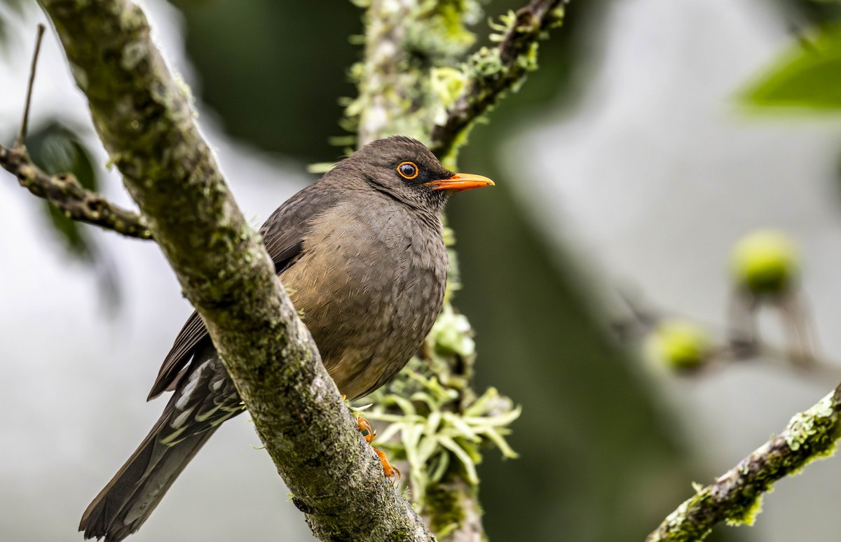 Abyssinian Thrush - ML623012694