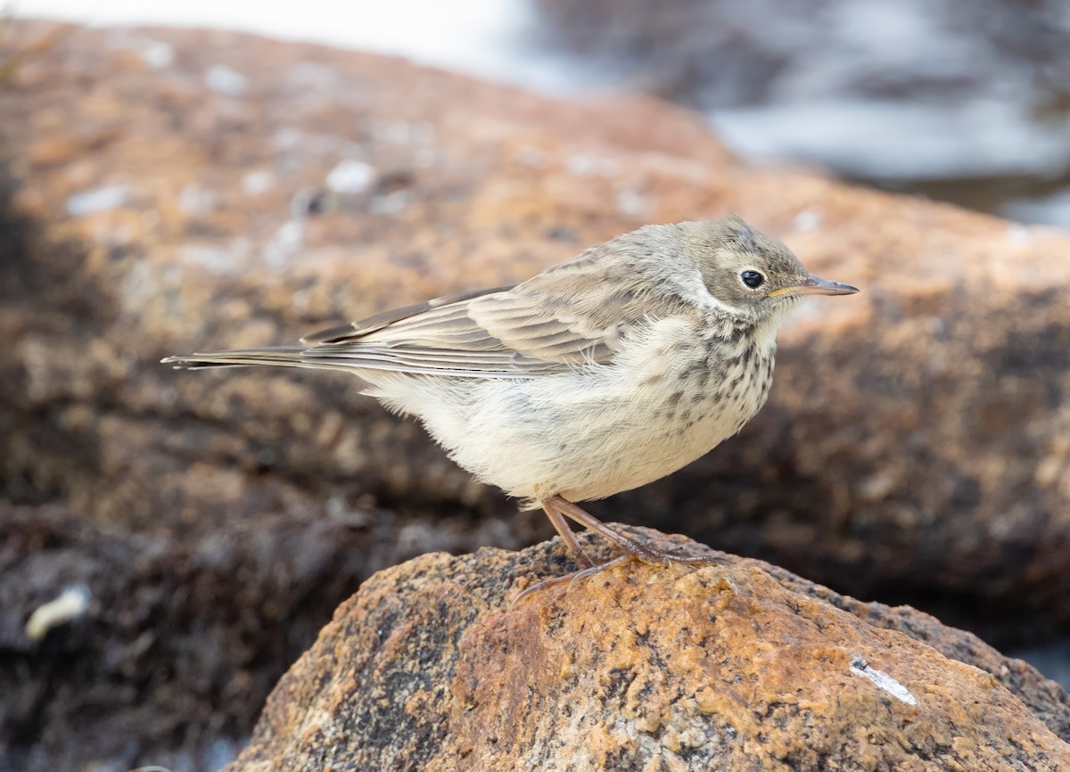 Pipit d'Amérique - ML623012854