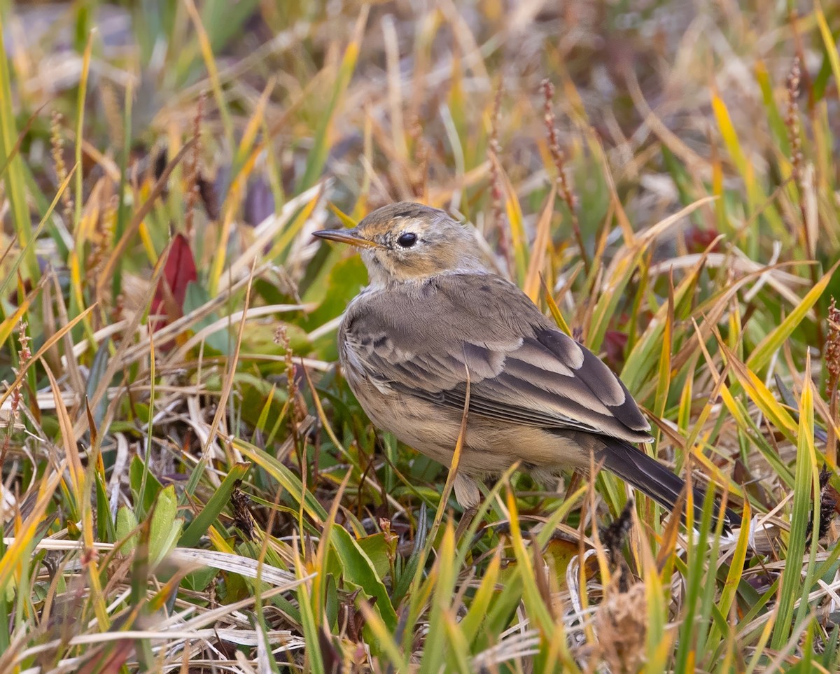 Pipit d'Amérique - ML623012855