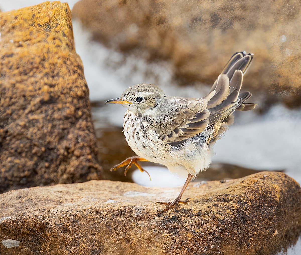 Pipit d'Amérique - ML623012856