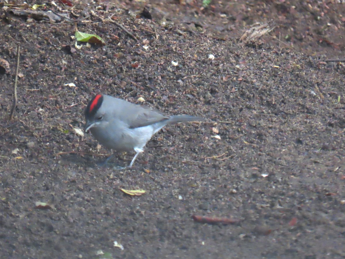 Pileated Finch - ML623012928