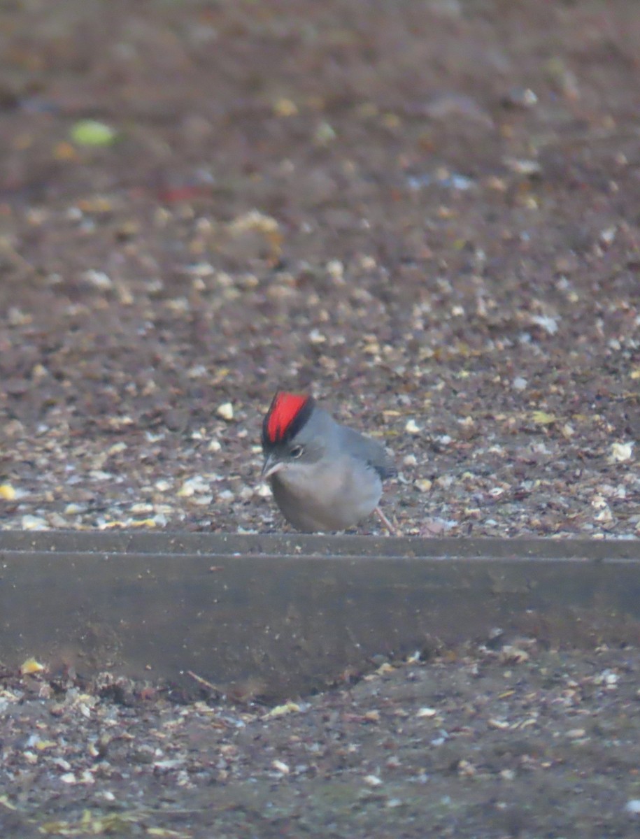 Pileated Finch - ML623012946