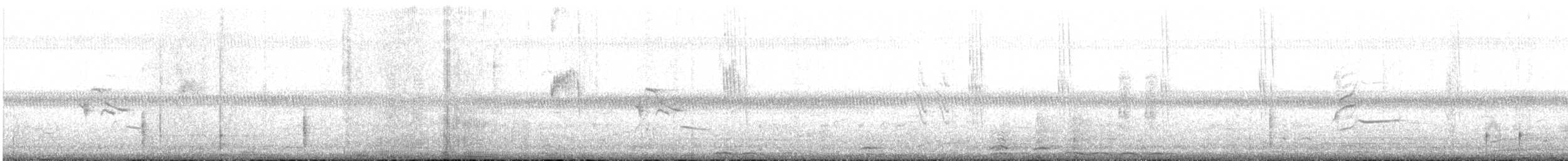 Slender Sheartail - ML623012951