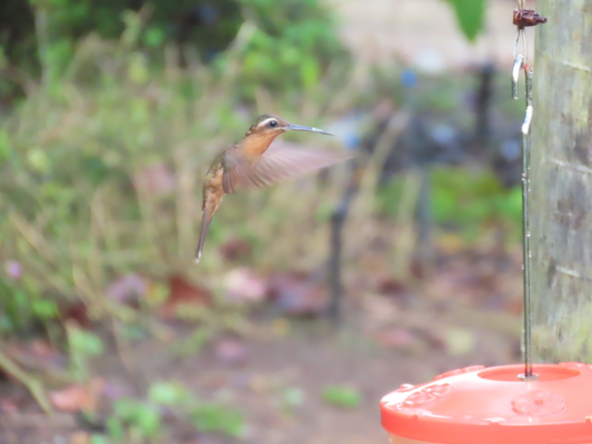 Hook-billed Hermit - ML623012984