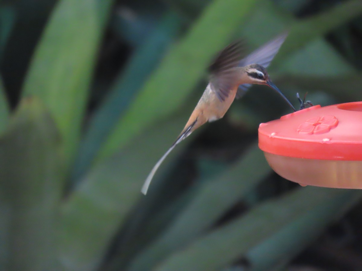 Planalto Hermit - ML623013002