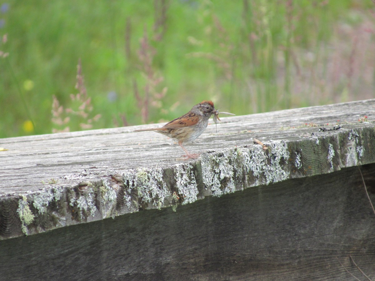 Swamp Sparrow - ML62301301