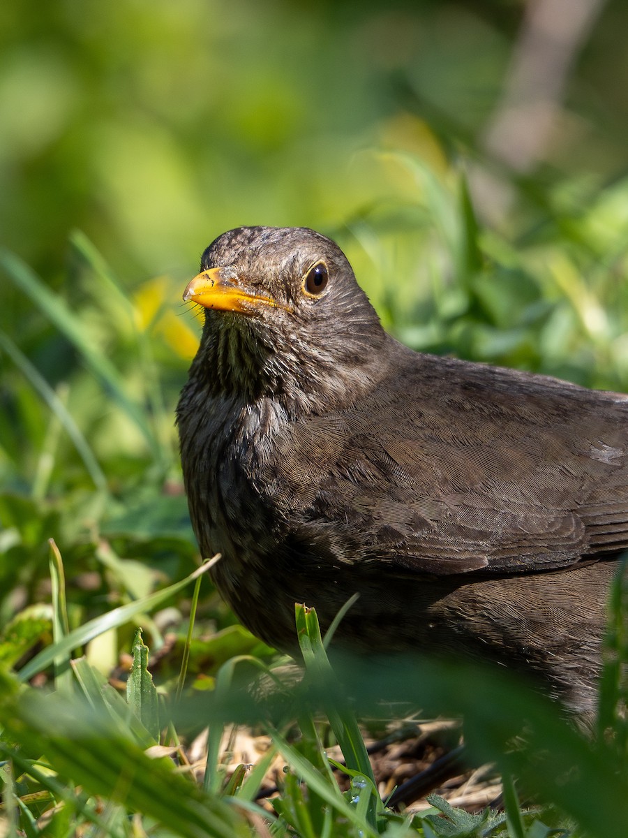 Eurasian Blackbird - ML623013070