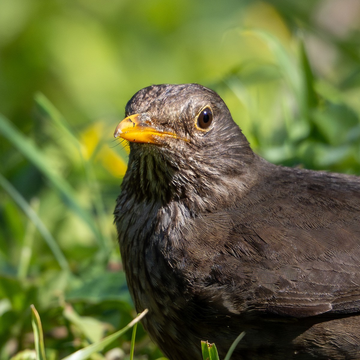 Eurasian Blackbird - ML623013071