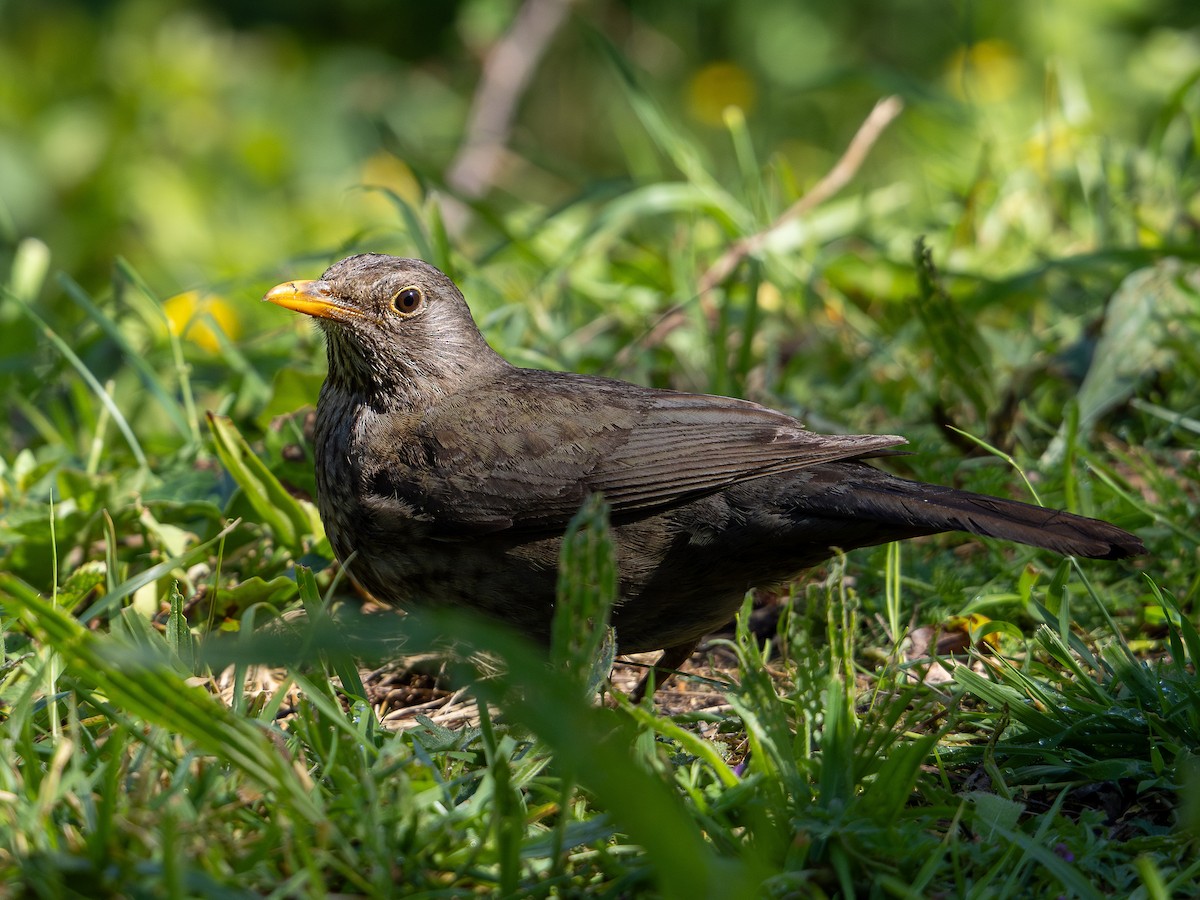 Eurasian Blackbird - ML623013072