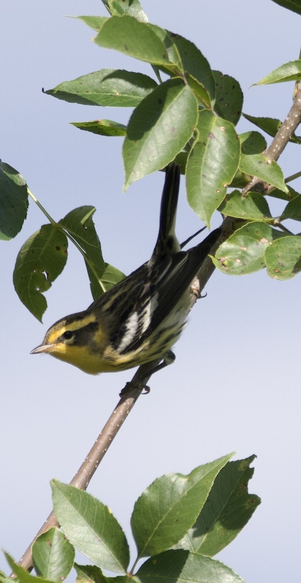 Blackburnian Warbler - ML623013268