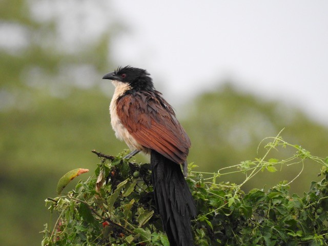 White-browed Coucal (Burchell's) - ML623013307