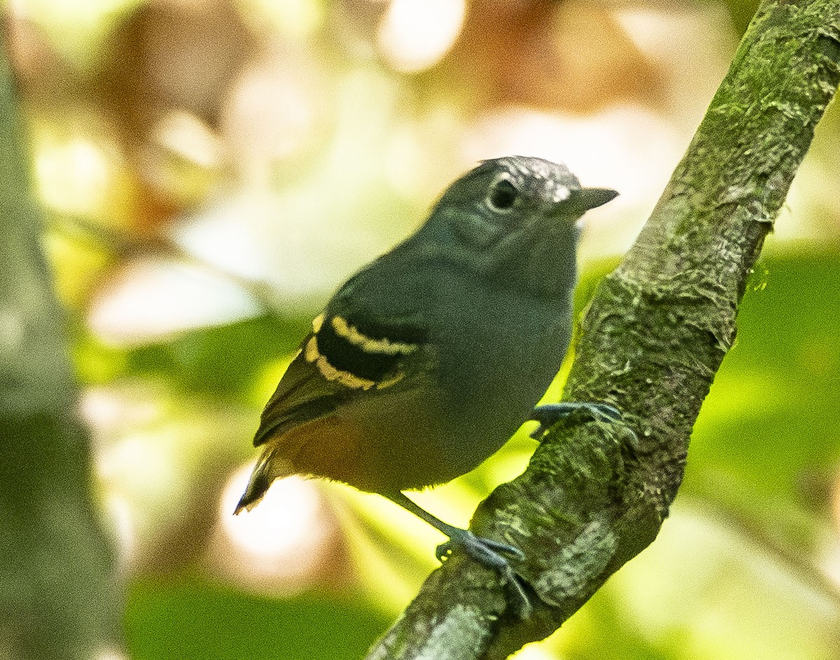 Rufous-bellied Antwren - ML623013412