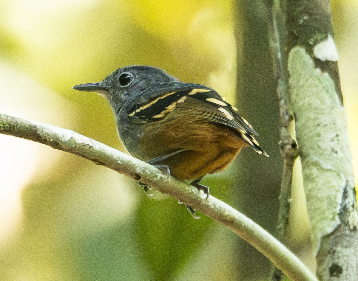 Rufous-bellied Antwren - ML623013416