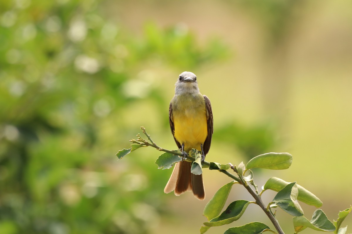 Tropical Kingbird - ML623013430