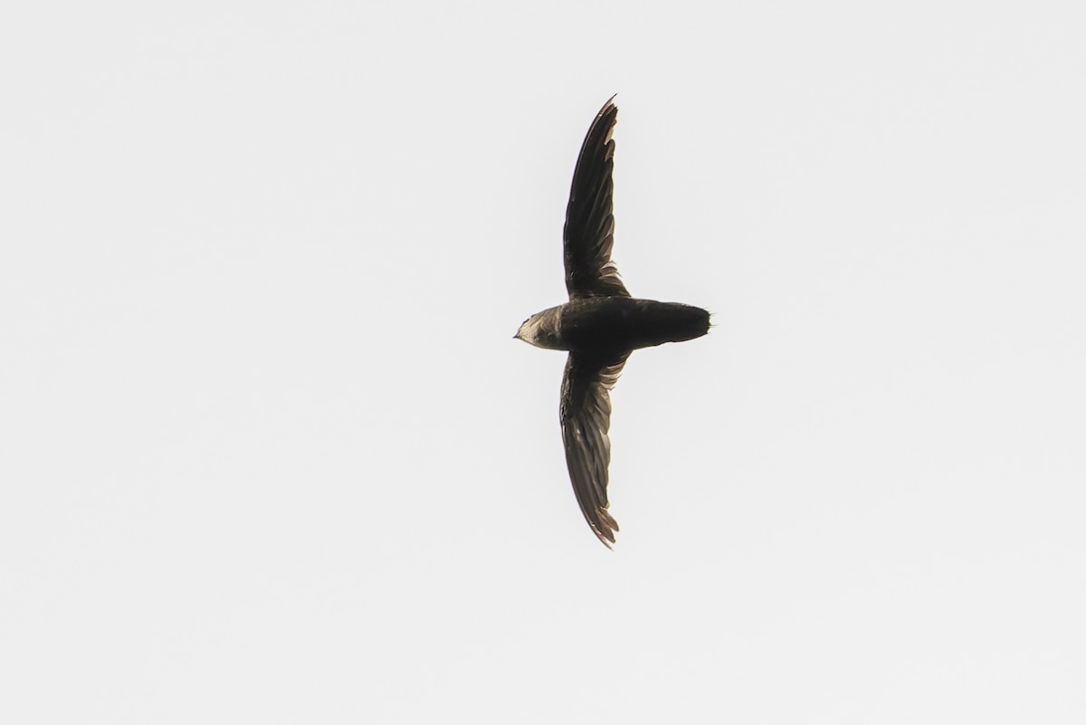 Costa Rican Swift - Adam Jackson