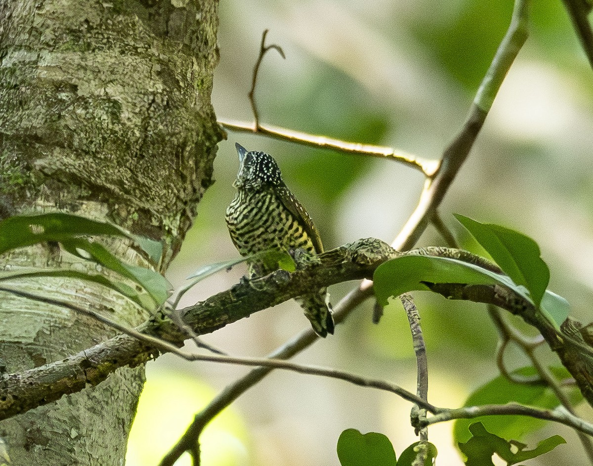 Golden-spangled Piculet - ML623013464