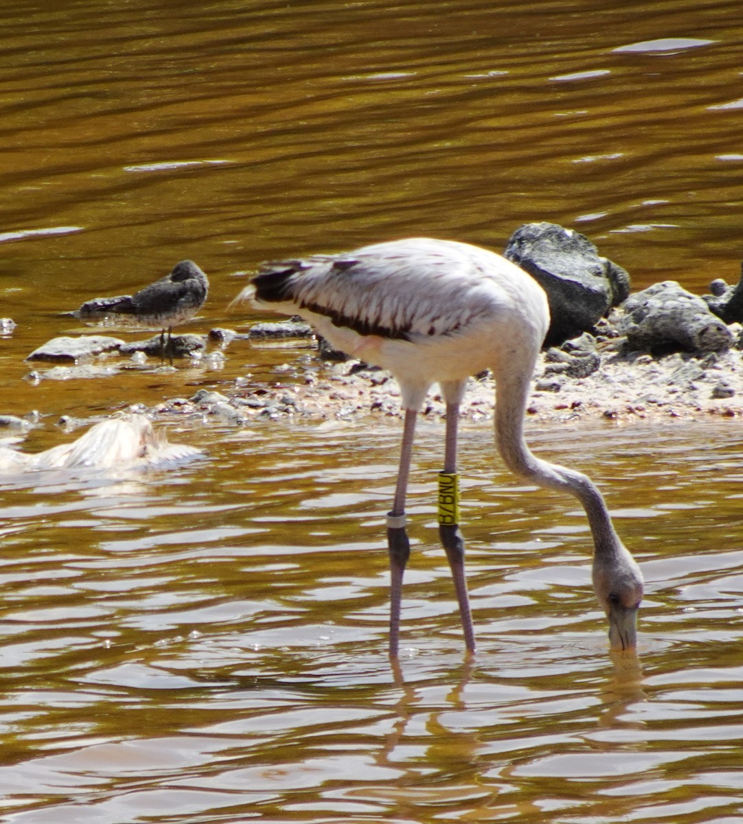 American Flamingo - ML623013465