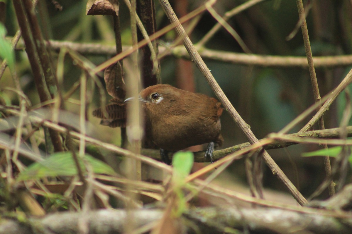 Peruvian Wren - ML623013480