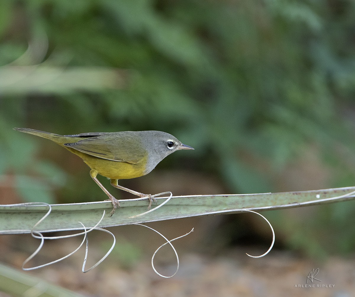 MacGillivray's Warbler - ML623013572