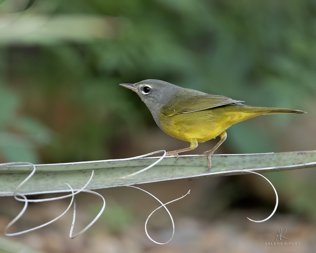 MacGillivray's Warbler - ML623013583