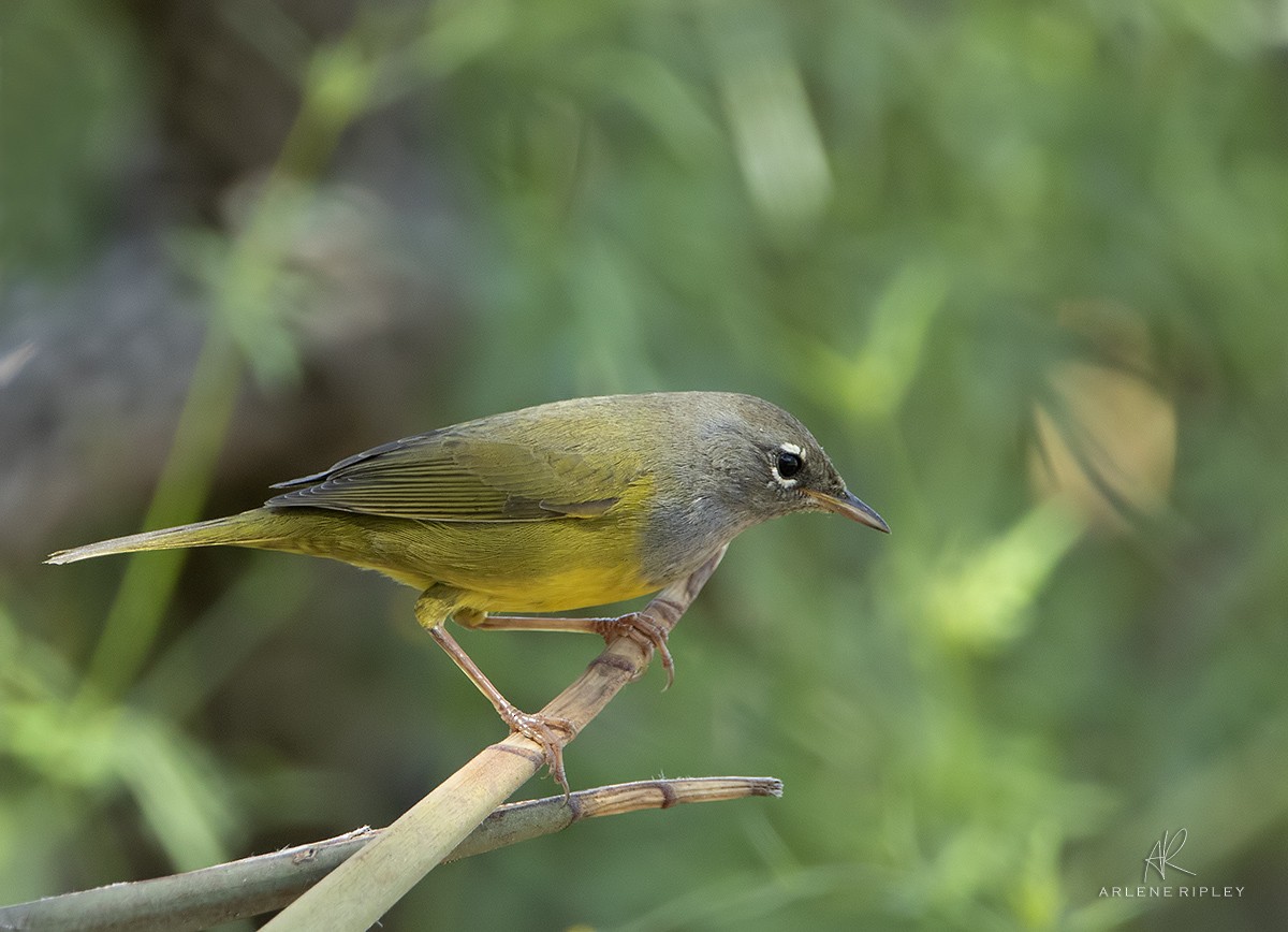 MacGillivray's Warbler - ML623013589