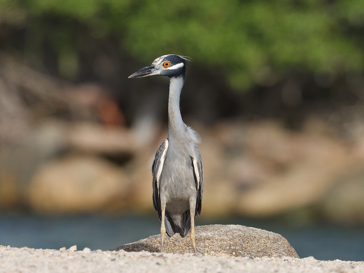 Yellow-crowned Night Heron - Michael Tromp