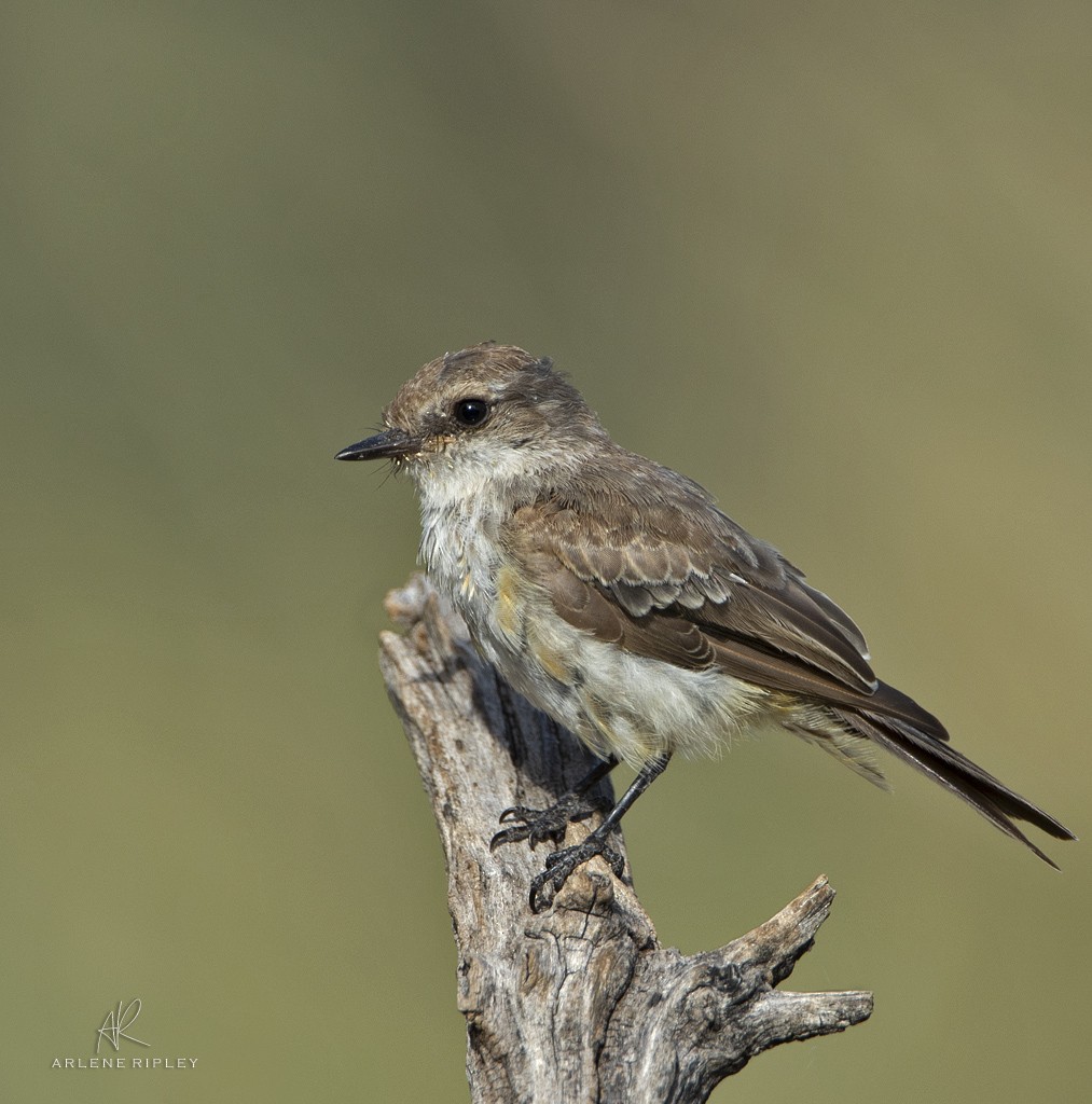 Vermilion Flycatcher - ML623013606