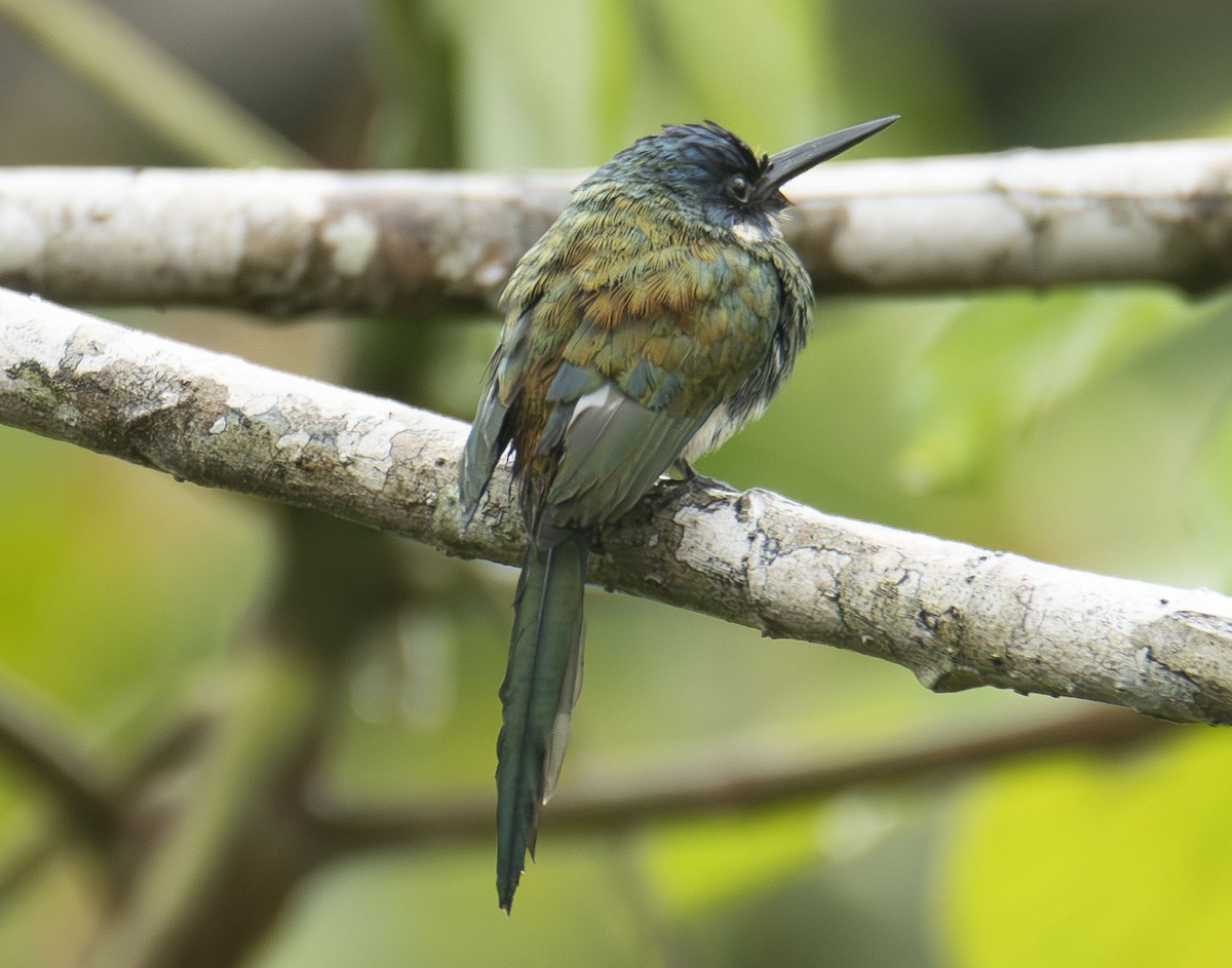 Bronzy Jacamar - ML623013683