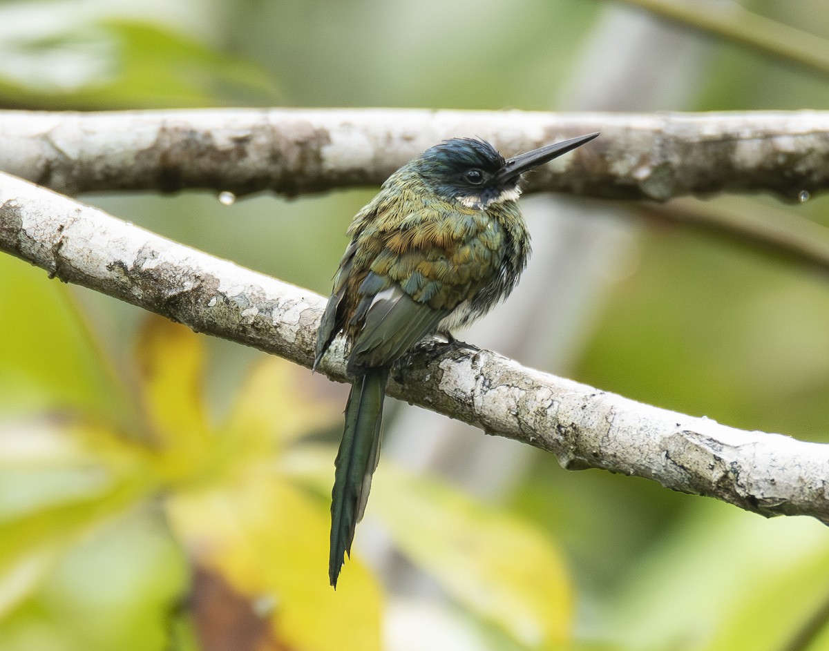 Bronzy Jacamar - ML623013687