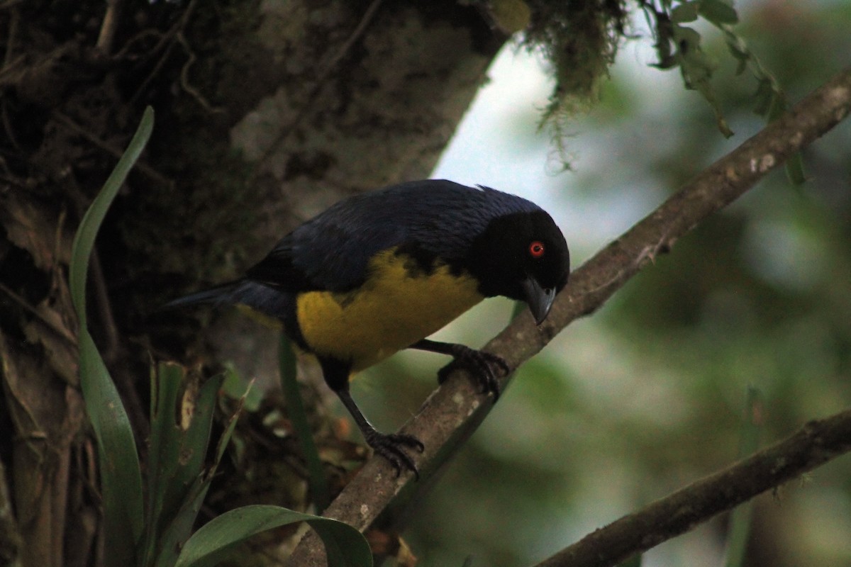 Hooded Mountain Tanager - ML623013697