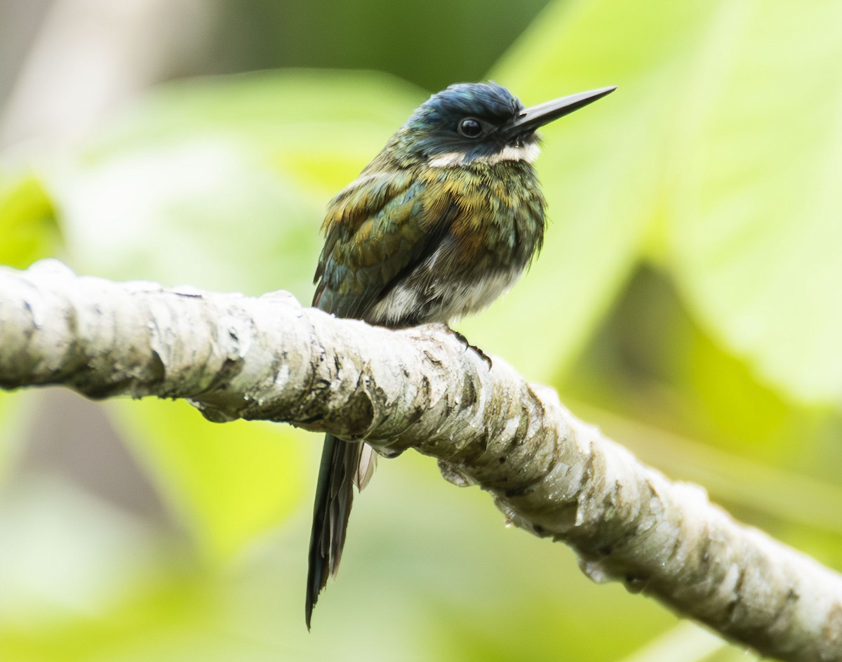 Bronzy Jacamar - ML623013719