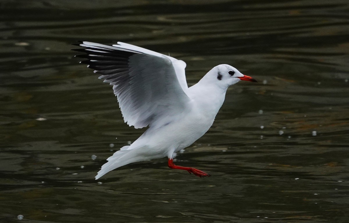 Black-headed Gull - ML623013787