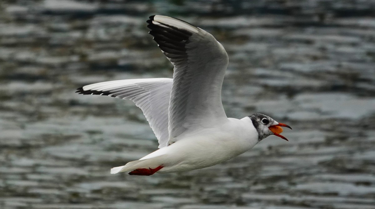 Black-headed Gull - ML623013788