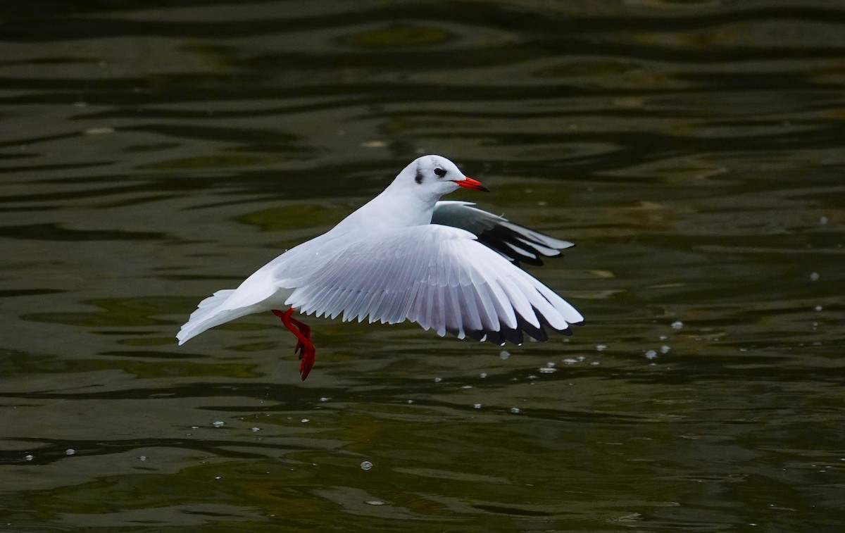 Black-headed Gull - ML623013789