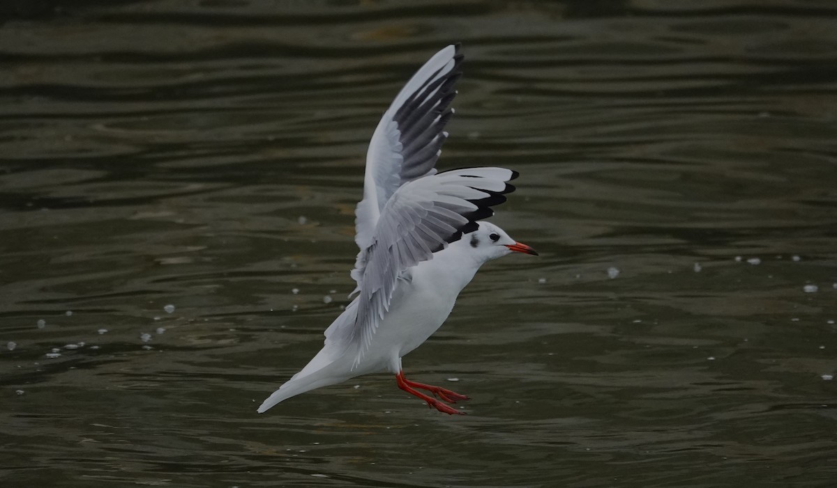 Black-headed Gull - ML623013790