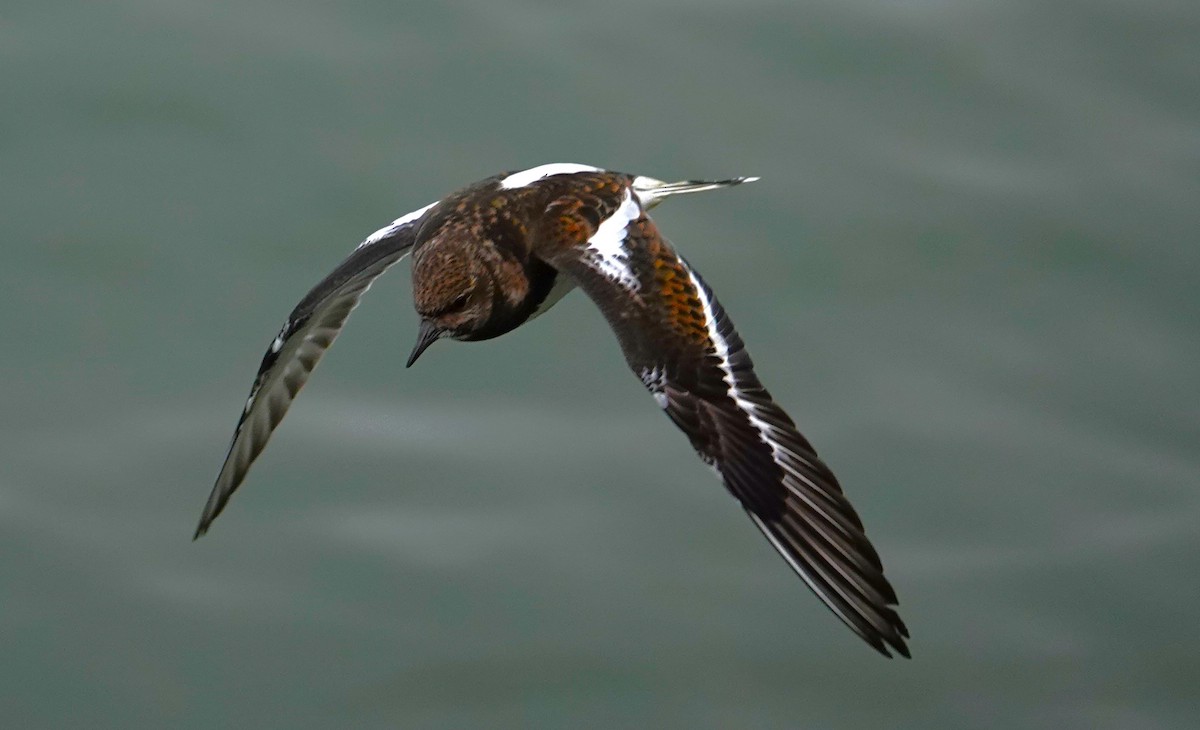 Ruddy Turnstone - ML623013859