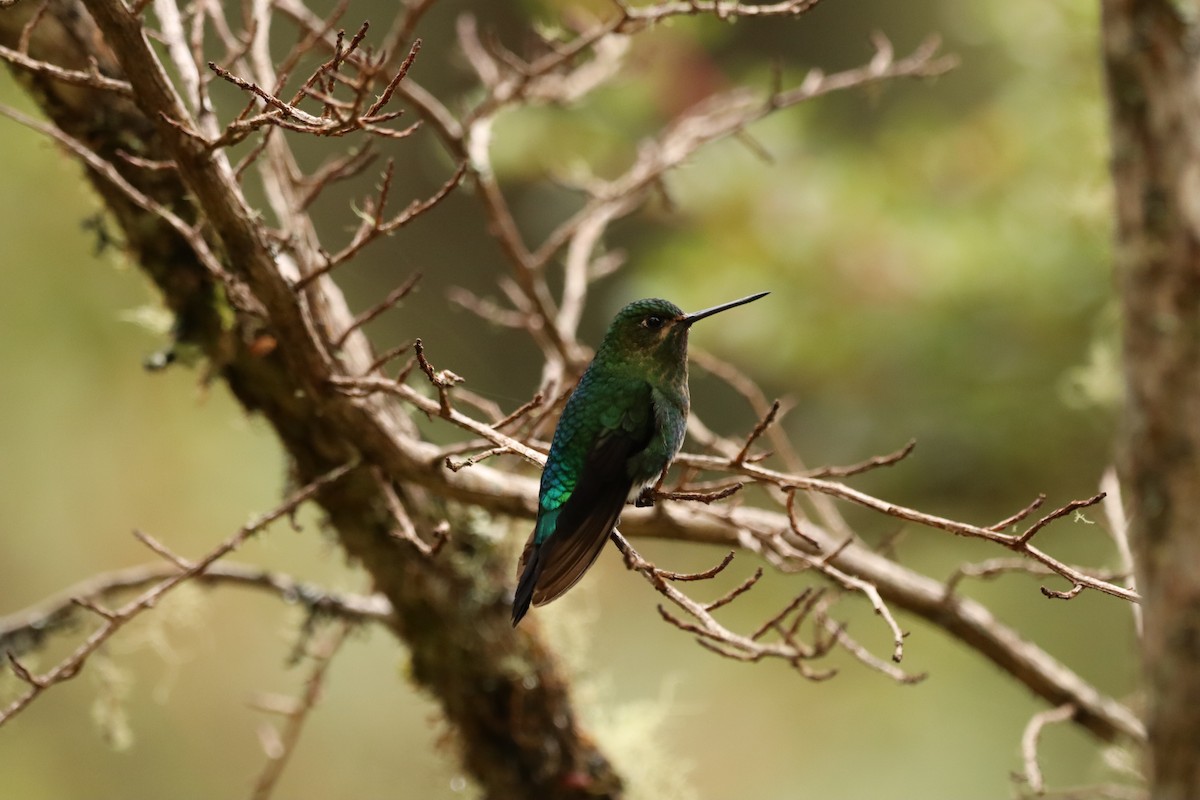 Glowing Puffleg - ML623013866