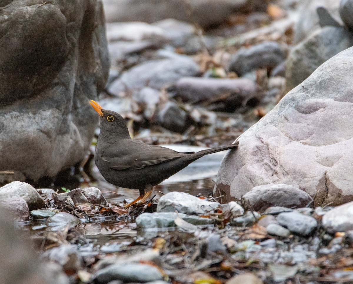 Chiguanco Thrush - ML623013914