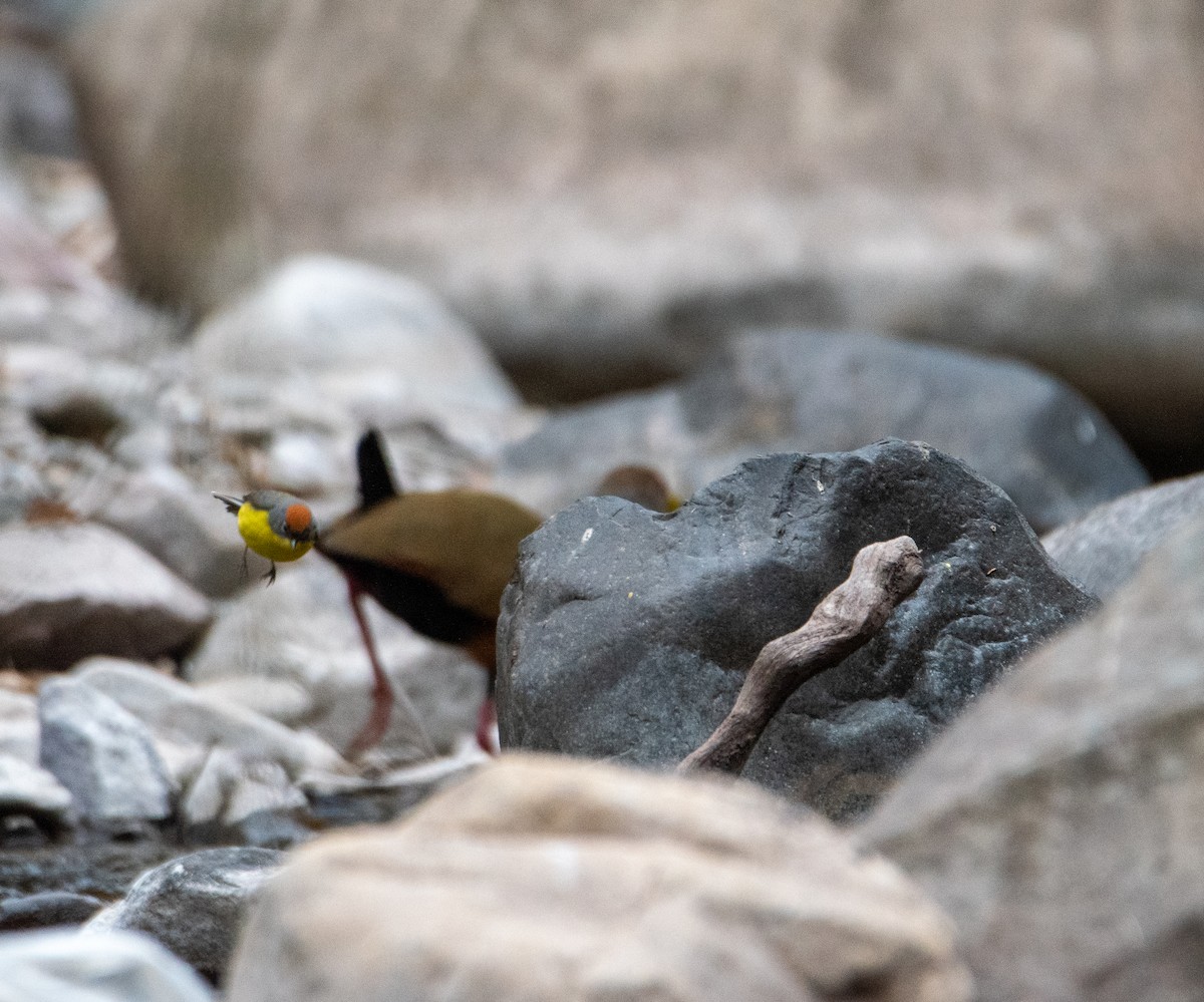 Brown-capped Redstart - ML623013929