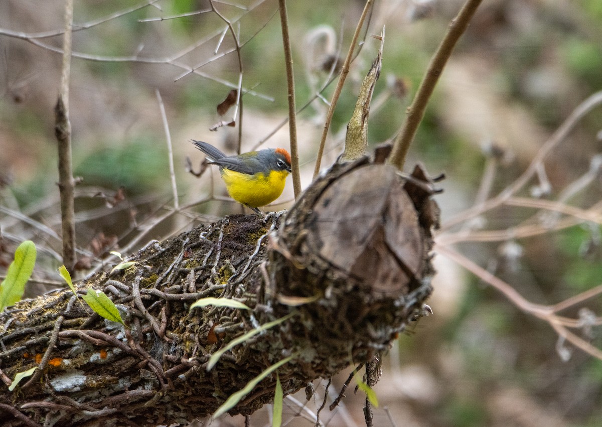 Brown-capped Redstart - ML623013931