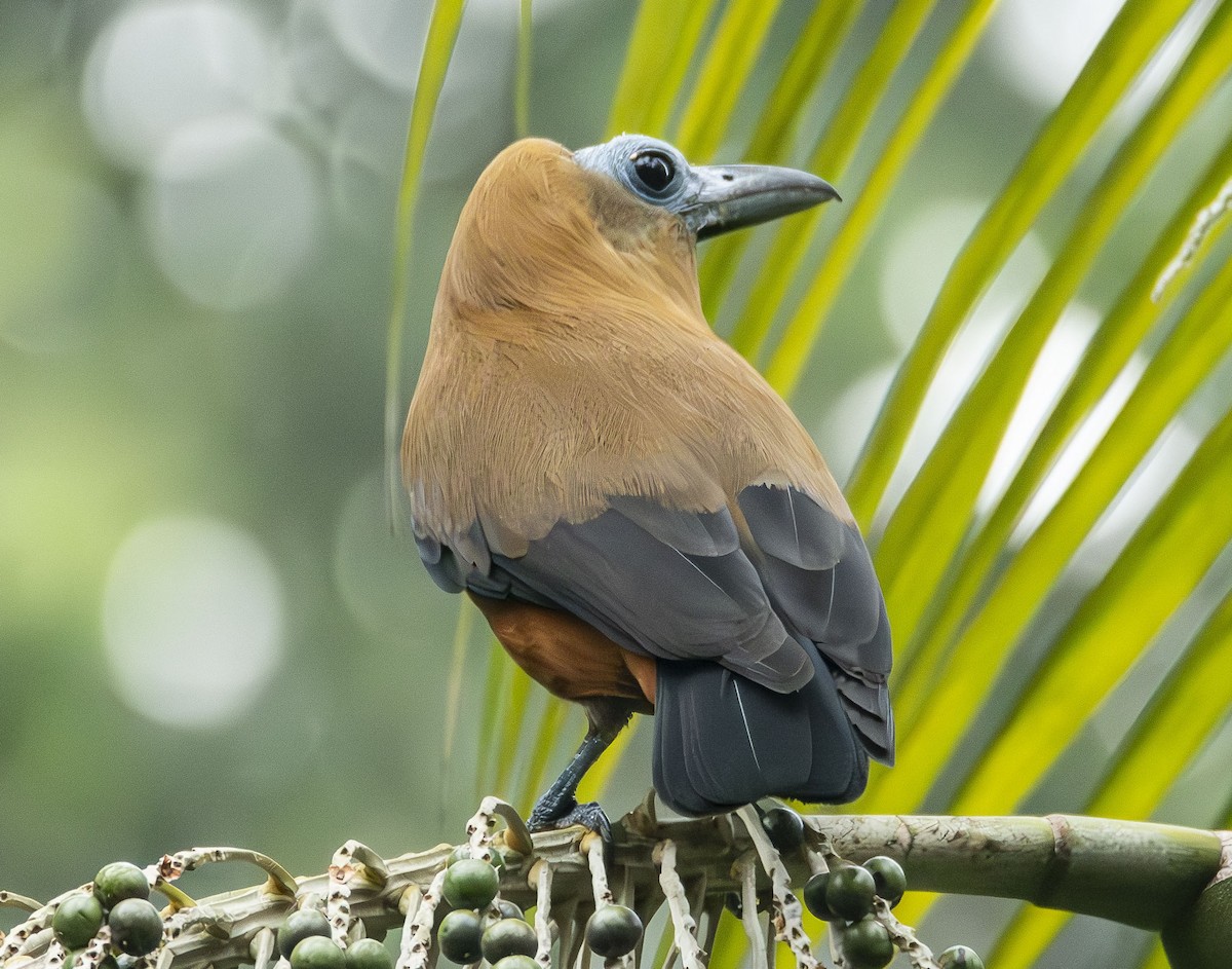 Capuchinbird - A Huang Winoto