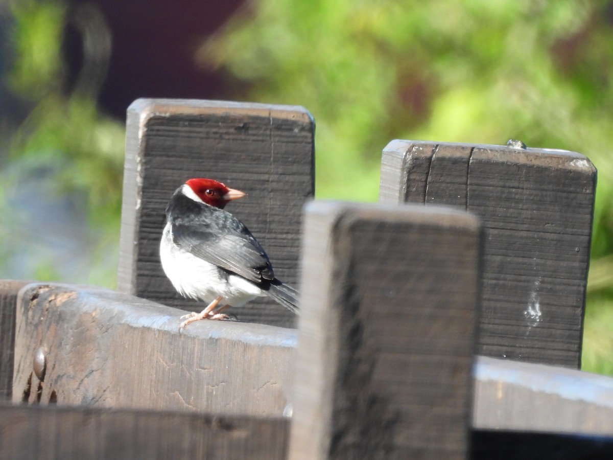 Yellow-billed Cardinal - ML623013981