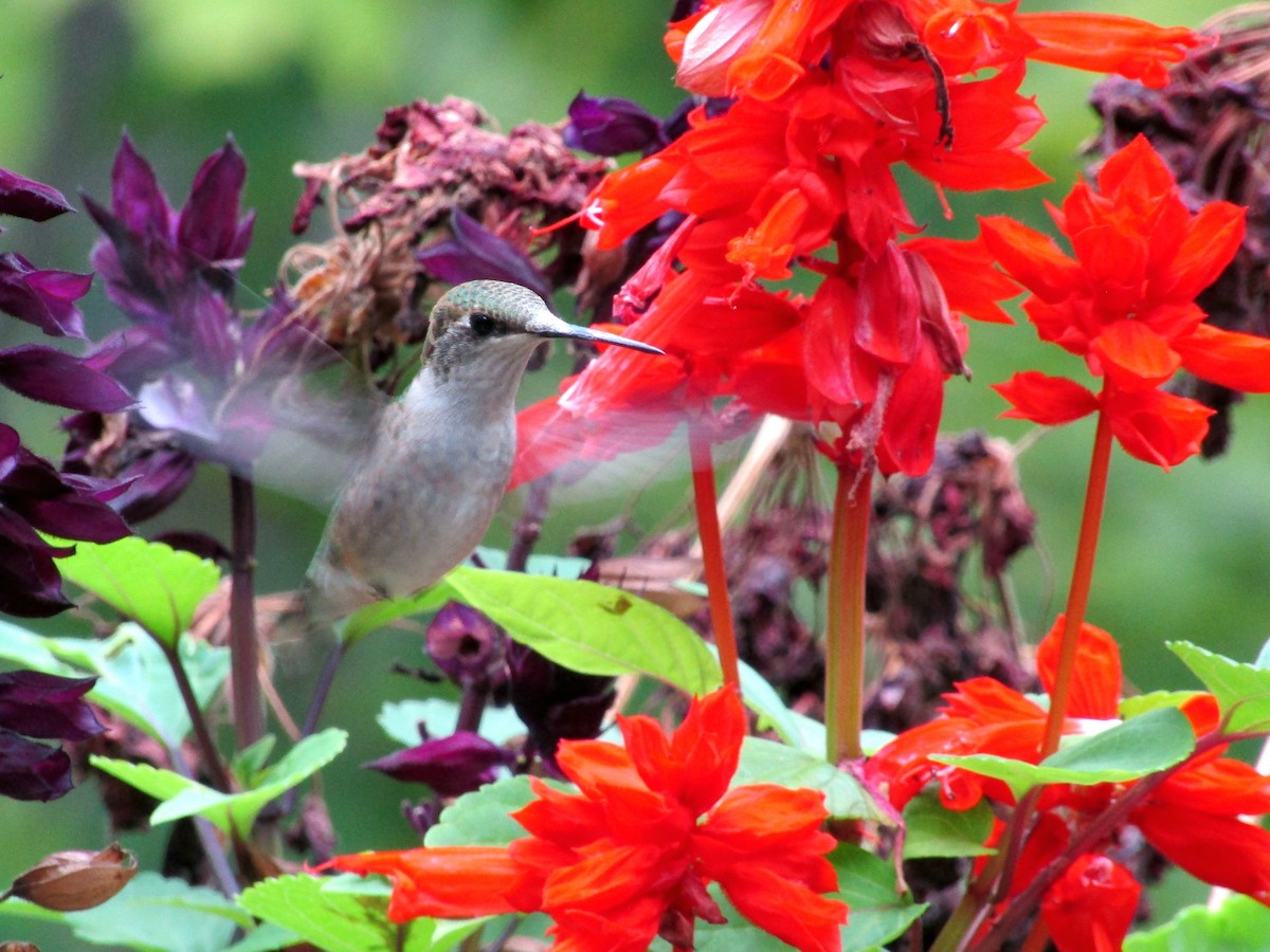 Ruby-throated Hummingbird - Adrienne Burn