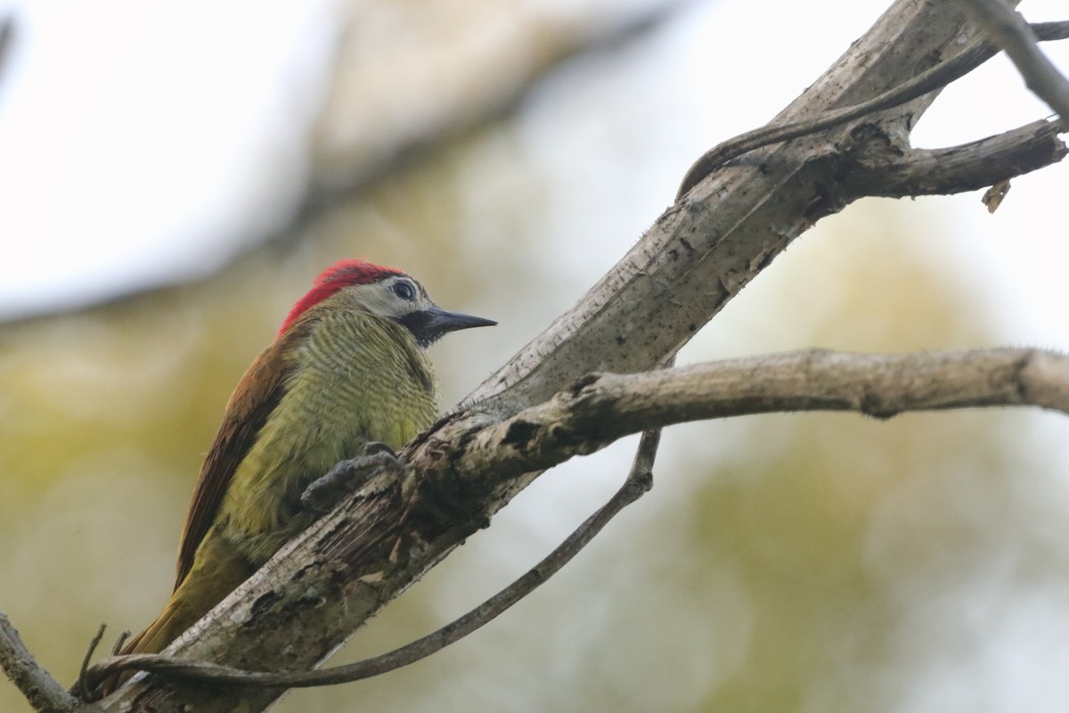 Golden-olive Woodpecker - ML623014009